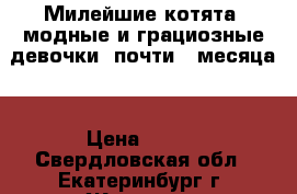 Милейшие котята, модные и грациозные девочки, почти 2 месяца! › Цена ­ 150 - Свердловская обл., Екатеринбург г. Животные и растения » Кошки   